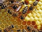 Propolis – stará léčivá látka v novém provedení