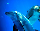 Zázračné hojení delfínů – dokážeme se inspirovat?