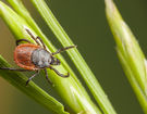 Jak ve zdraví přežít hmyzí útok
