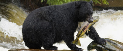 Medvědí hojení bez jizev – pomůže výzkum lidským pacientům?