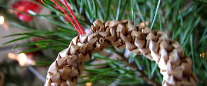 Objevte léčivou sílu vánočního stromku