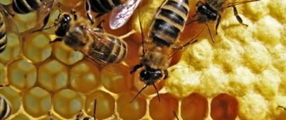 Propolis – stará léčivá látka v novém provedení